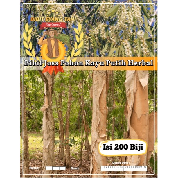Bibit Joss Pohon Kayu Putih Herbal | Biji Benih Pohon Minyak Kayu Putih | Kayu Putih