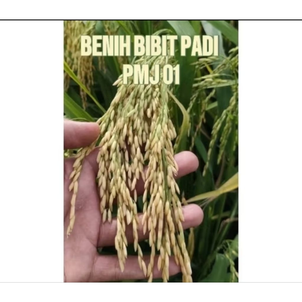 BENIH BIBIT PADI PMJ 01 KEMASAN 1KG