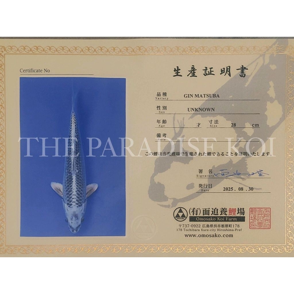 Ikan Koi Gin Matsuba 30-45BU Omosako Farm Sertifikat Import Jepang