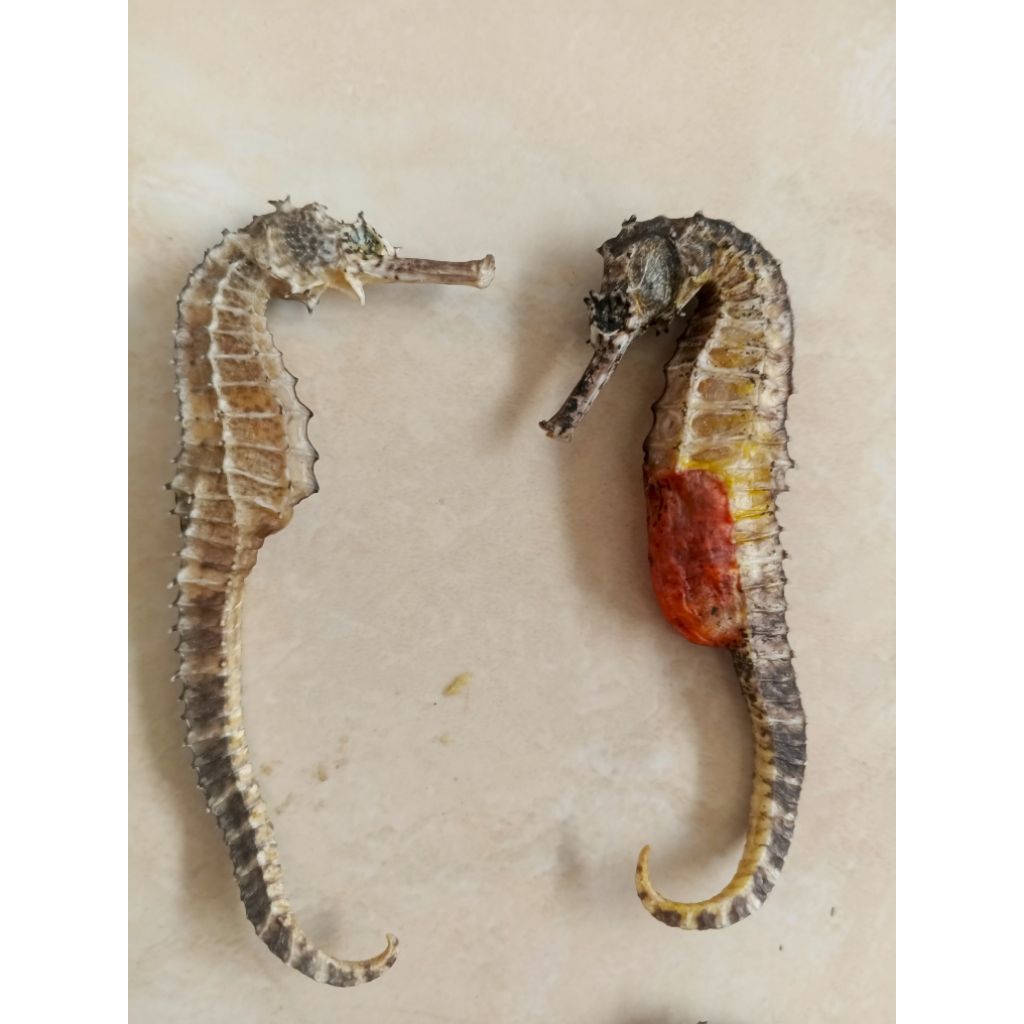 Sepasang Kuda Laut Kering Remaja Super Murah