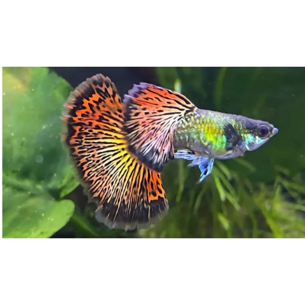 paket 15 ekor Guppy cendolan black dragon promo perhiasan aquarium