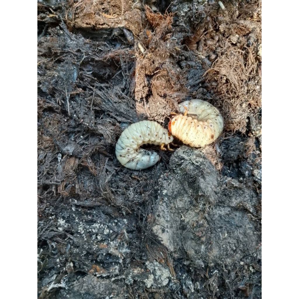 Umpan Galatama & pakan ikan predator piranha Toman arwana dll