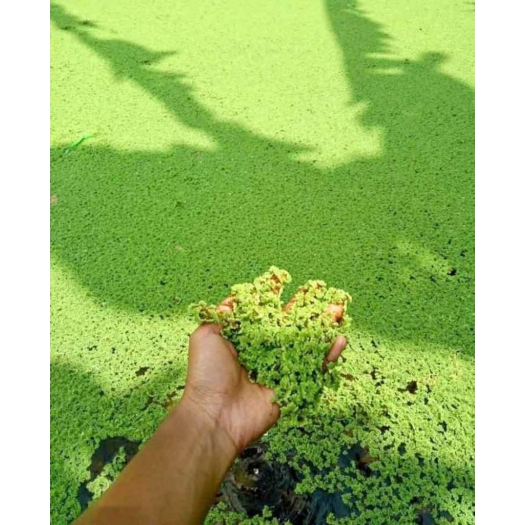 Azolla Pakan ternak
