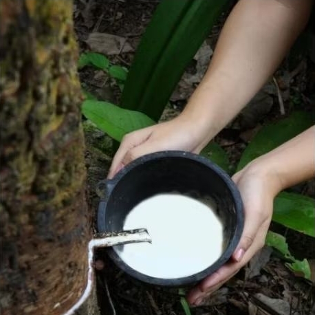 POC_POLES5JARI*vitamin-getah-karet-ORGANIK-asli-LAMPUNG