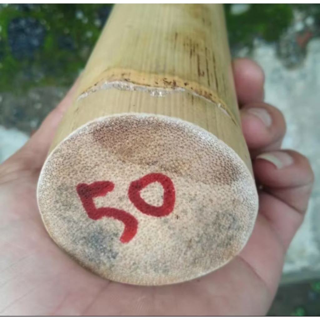 rotan batangan jumbo panjang 1meter tebal 5cm