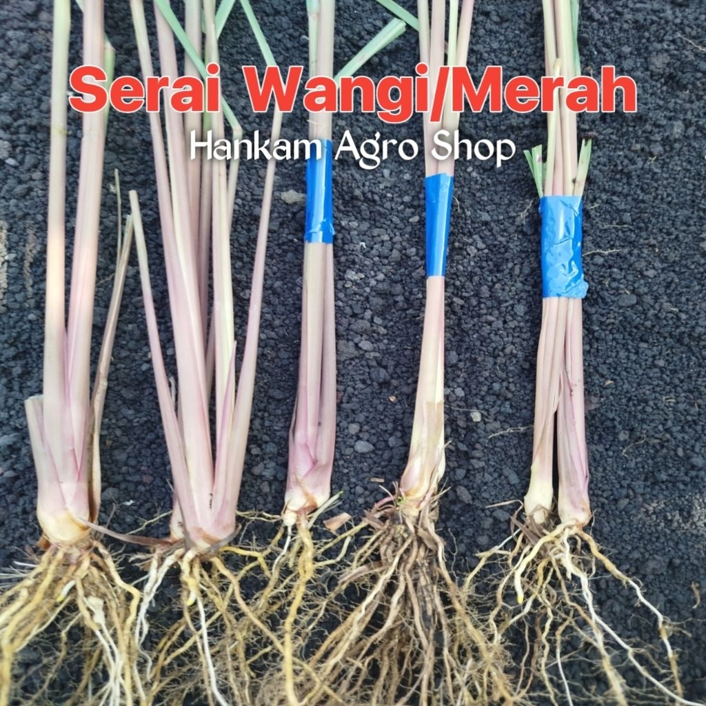 Bibit Serai Merah / Serai Wangi