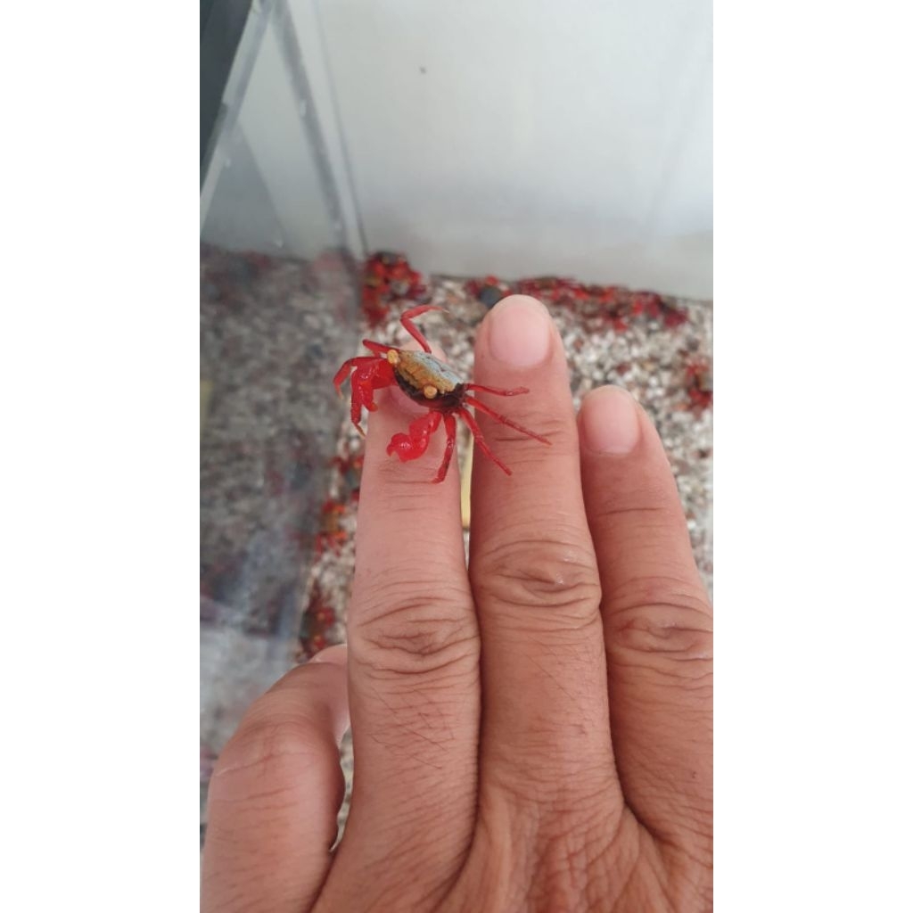 Kepiting Hias Ruoxi Crab Rainbow Vampire Crab