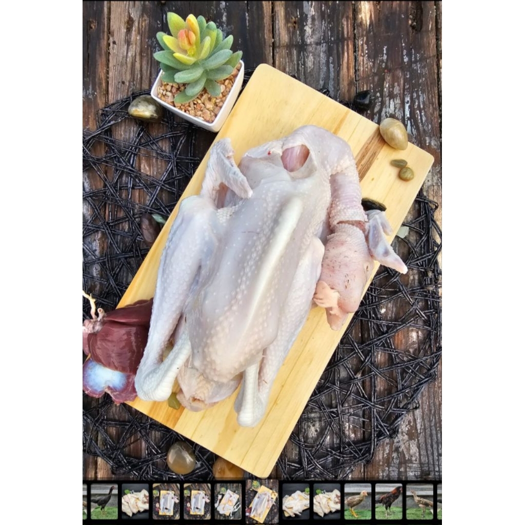 Ayam Kampung ayam kampung fresh ayam kampung potong