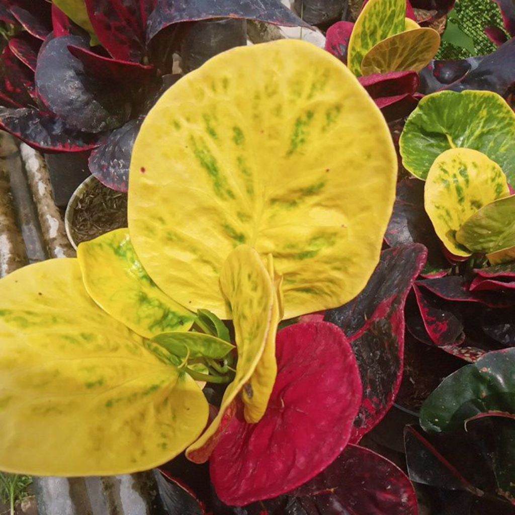 Puring apel merah (BUSARIN)