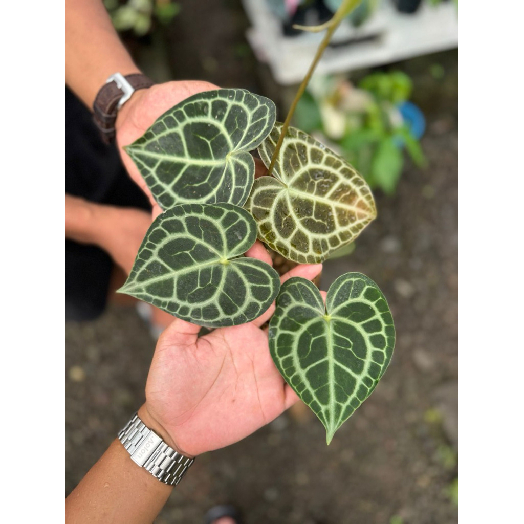 Anthurium Queen Clarinervium