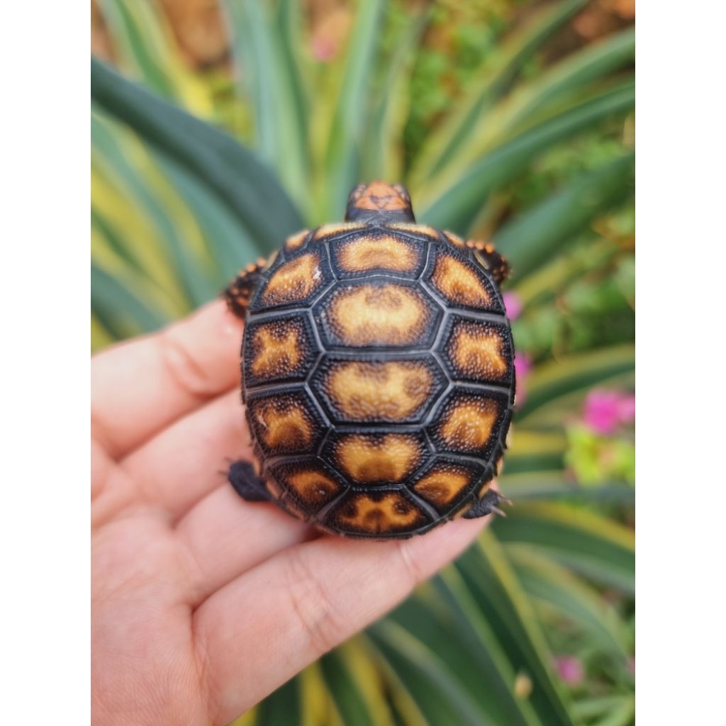 KURA CHERRY HEAD CB INDO BULATT