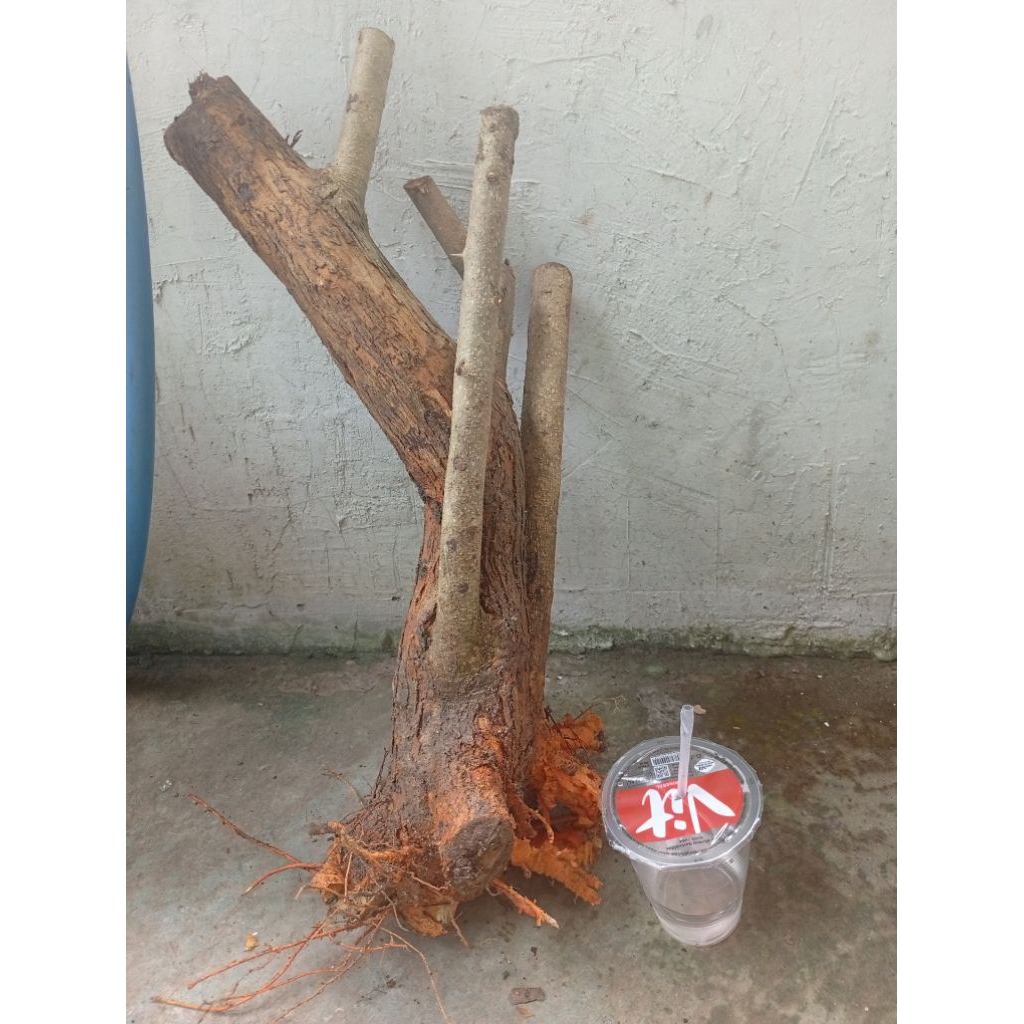 sisir kaliage dongkelan akar batang tanaman sisir bahan bonsai
