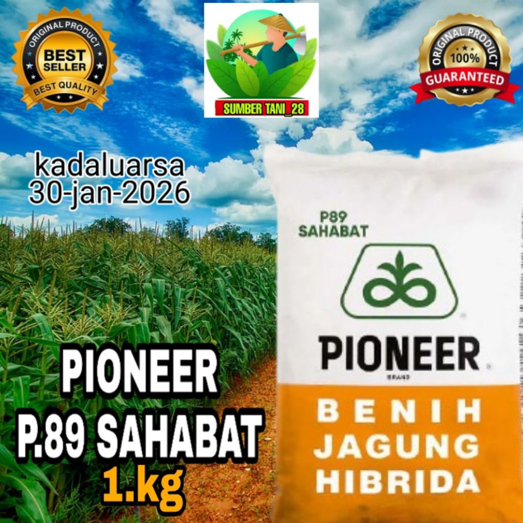 BENIH JAGUNG PIONEER/P.89 SAHABAT