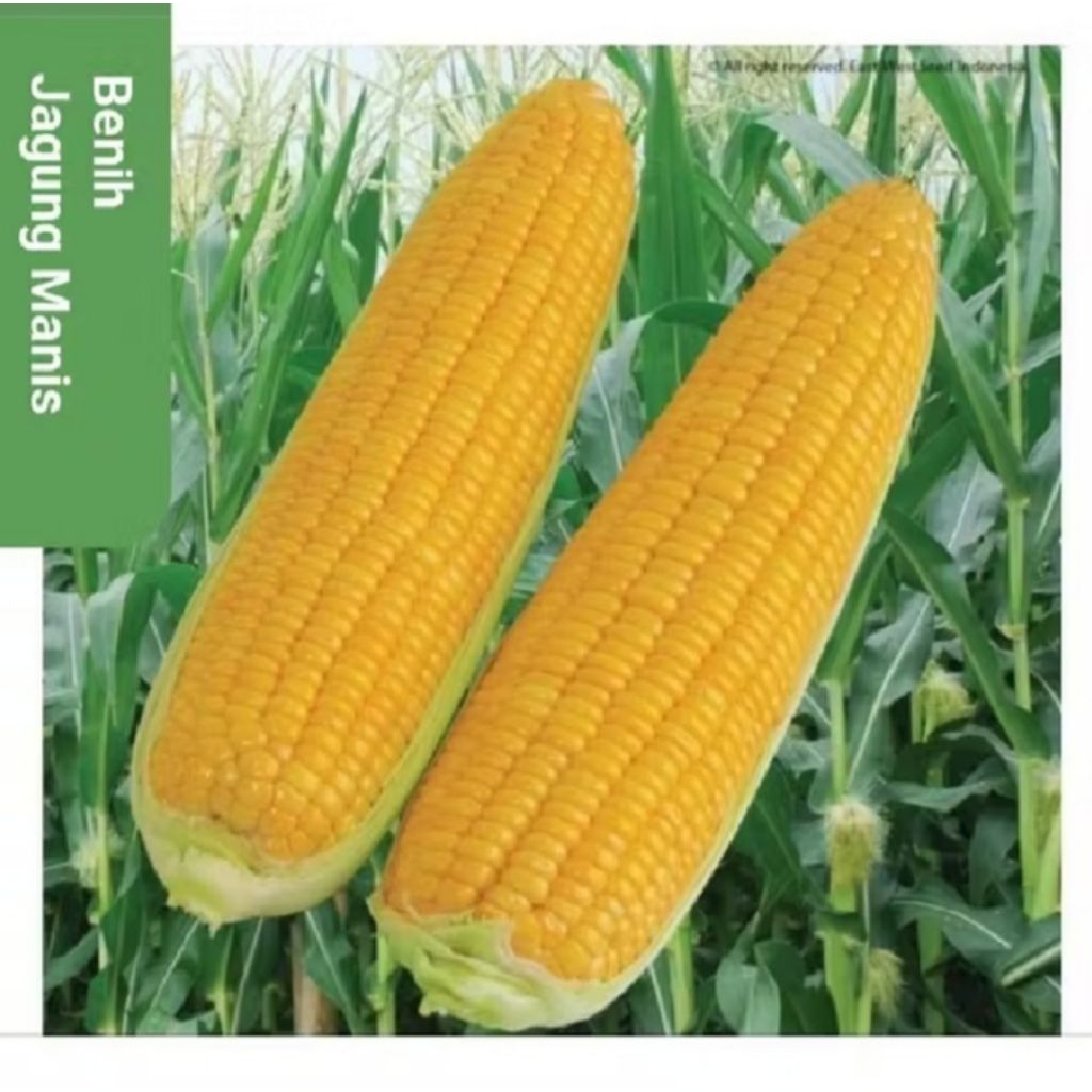 TERLARIS 500+ BENIH JAGUNG MANIS MADU