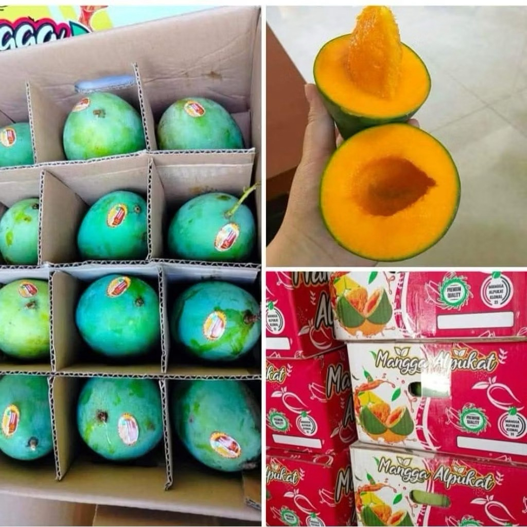 mangga alpukat bangil 1dus isi 12biji/5kg