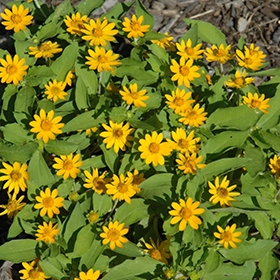 Tanaman hias Butter daisy kuning / tanaman seribu bintang