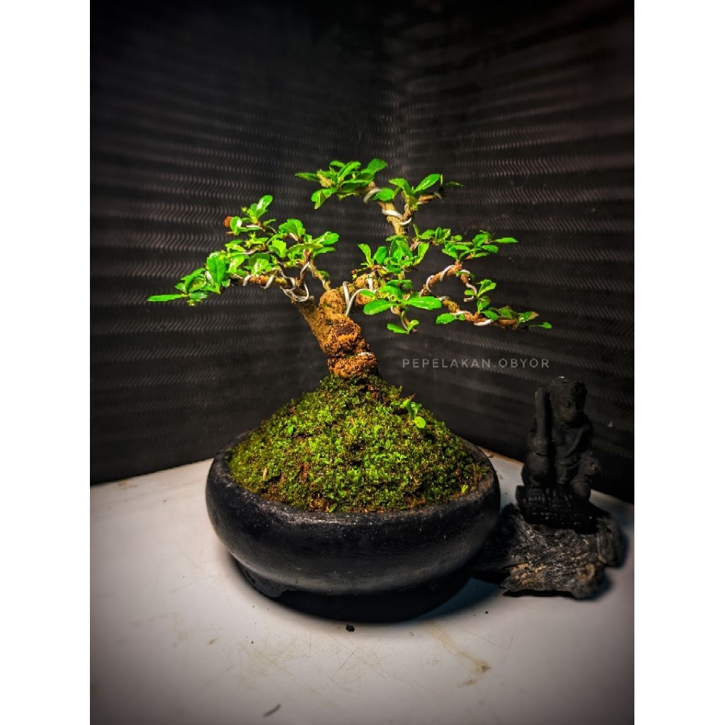 Bonsai Pembawa Keberuntungan Bonsai Hokiantea Bonsai Besar FUKIEN TEA REALPICT KOLEKSI UTAMA