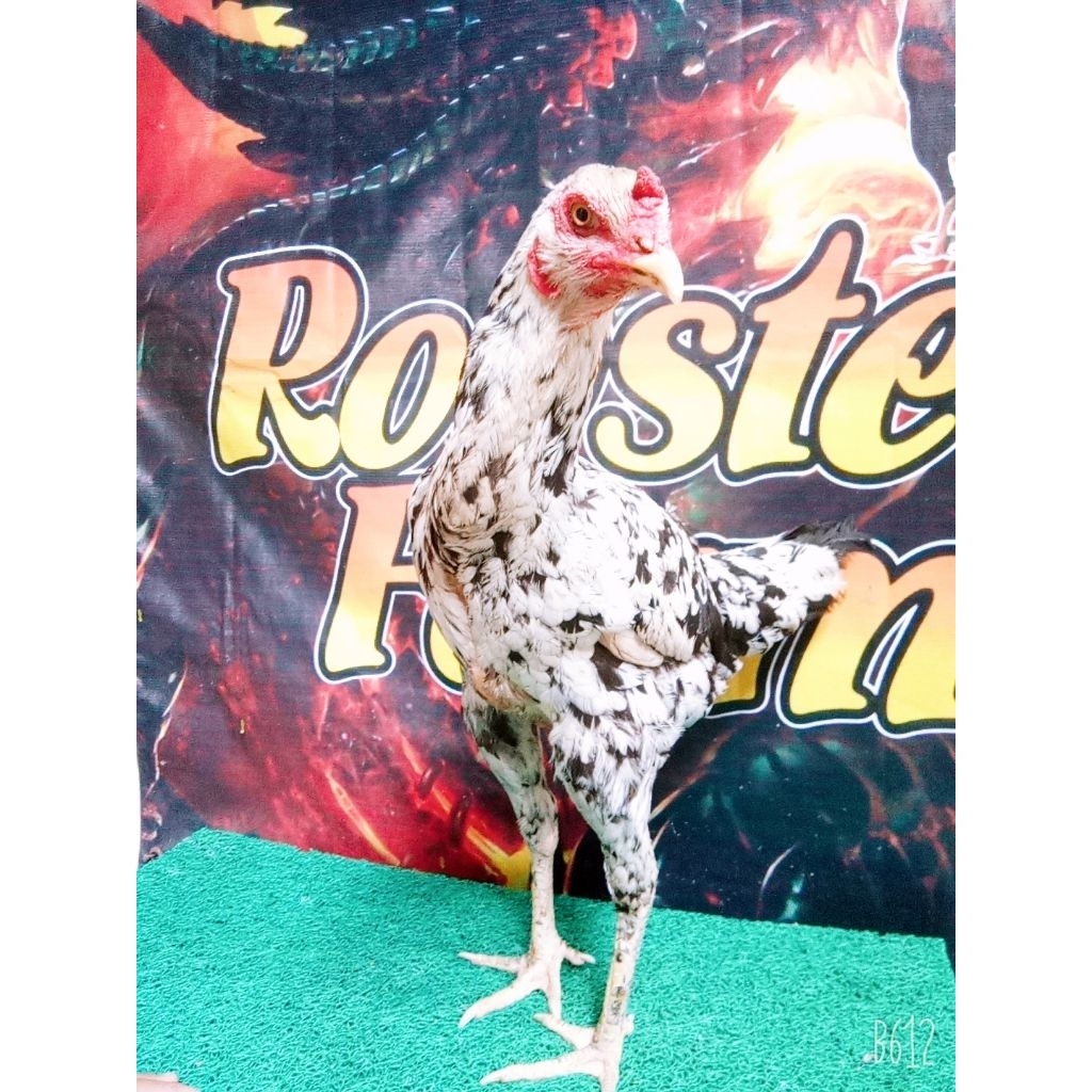 telur ayam pakhoy super brakot dari rooster farm