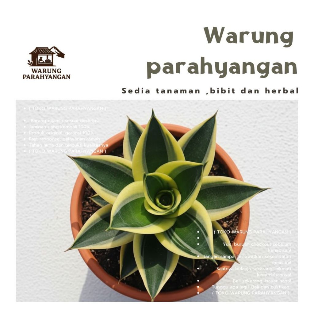 Lidah mertua pagoda - Sansiviera mini - Lidah mertua