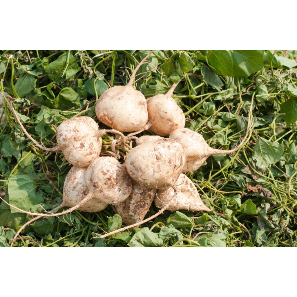 bengkoang / bengkuang / bengkoang kebumen