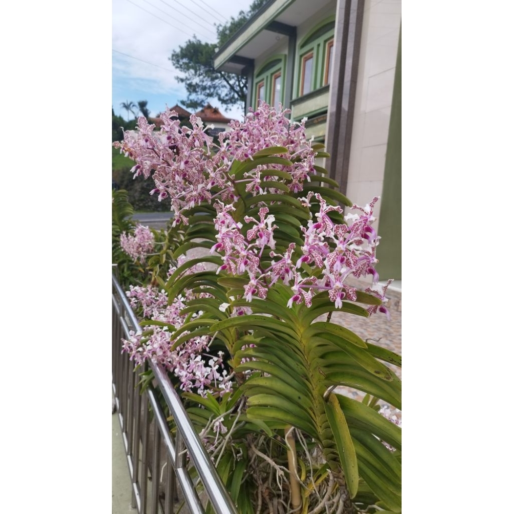Vanda tricolor Suavis, Vanda spesies Jawa, Bali