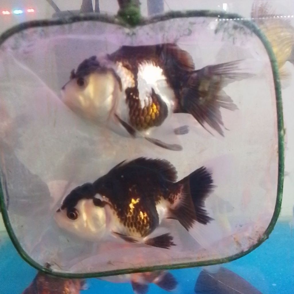 oranda panda three colour