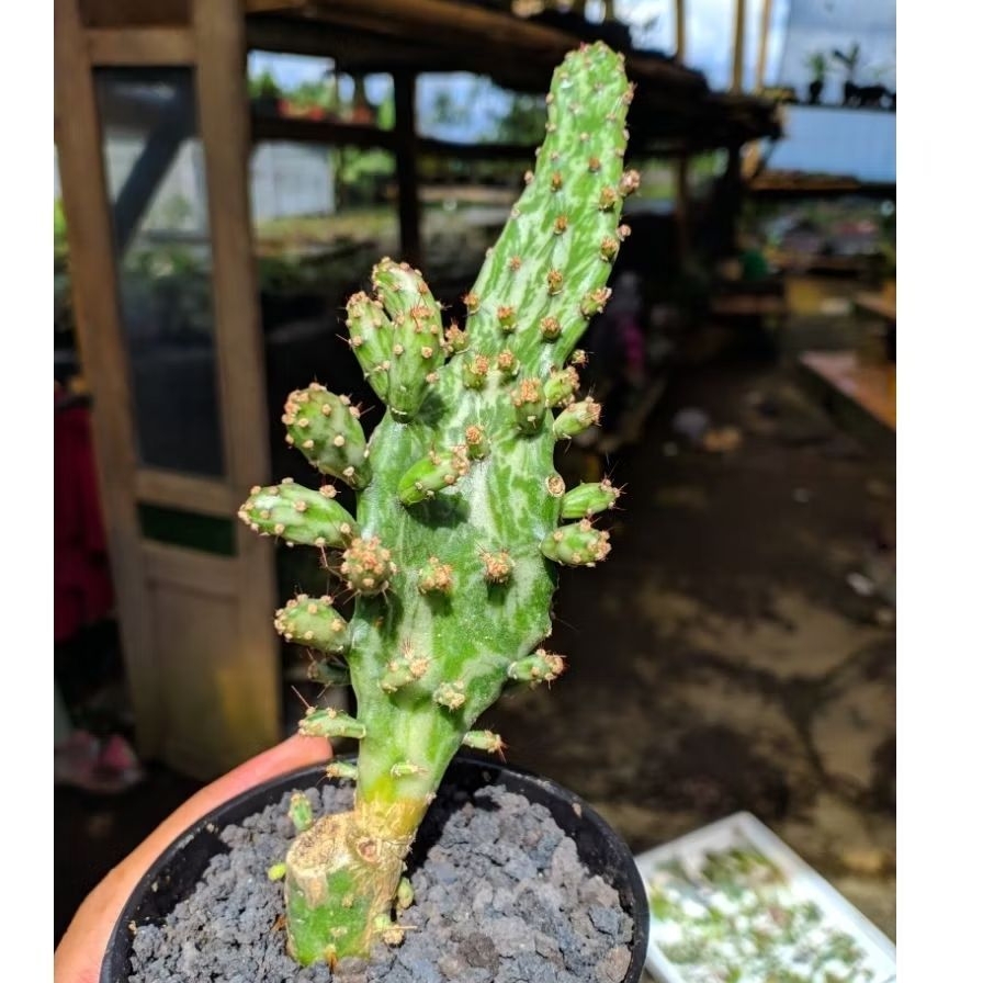 Sukulen Kaktus Opuntia Monacanta Variegata Free Pot