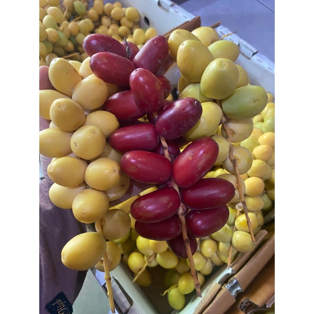 [ PO 3 HARI ] KURMA MUDA PROMIL 1 KG FRESH | KURMA MUDA