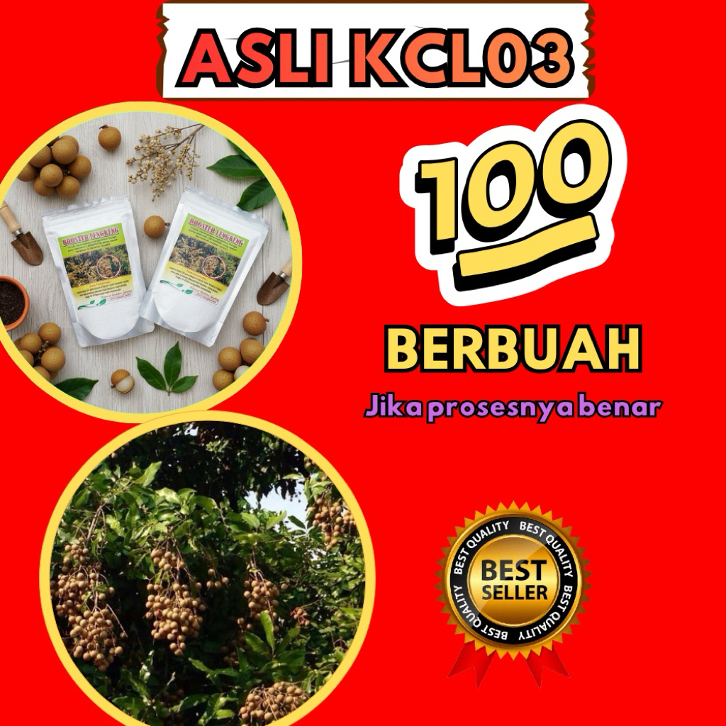 Pupuk Kelengkeng Cepat Berbuah, Pupuk Kelengkeng Kclo3, Pupuk Kelengkeng Merah