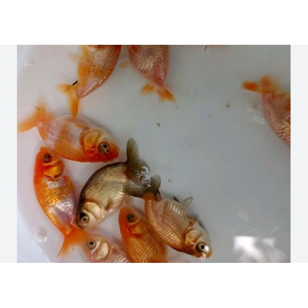HIASAN-baby ranchu lion/gold fish-paket 20 ekor