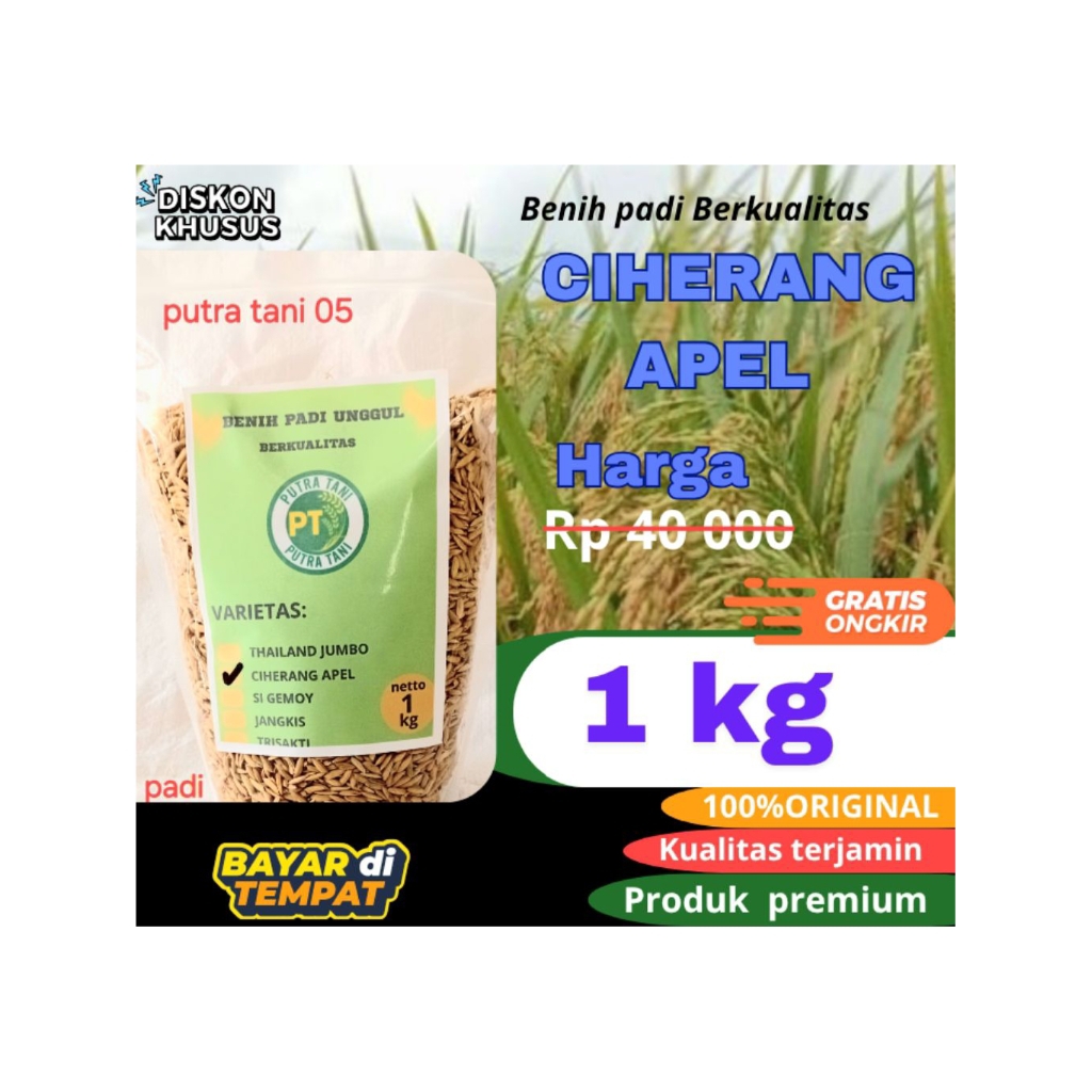 BENIH PADI /CIHERANG APEL /KEMASAN 1KG/BENIH BIBIT PADI PREMIUM BISA COD