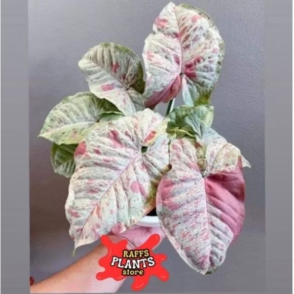 BISA COD  Tanaman Hias Syngonium Pink Spot - Syngonium pink spot