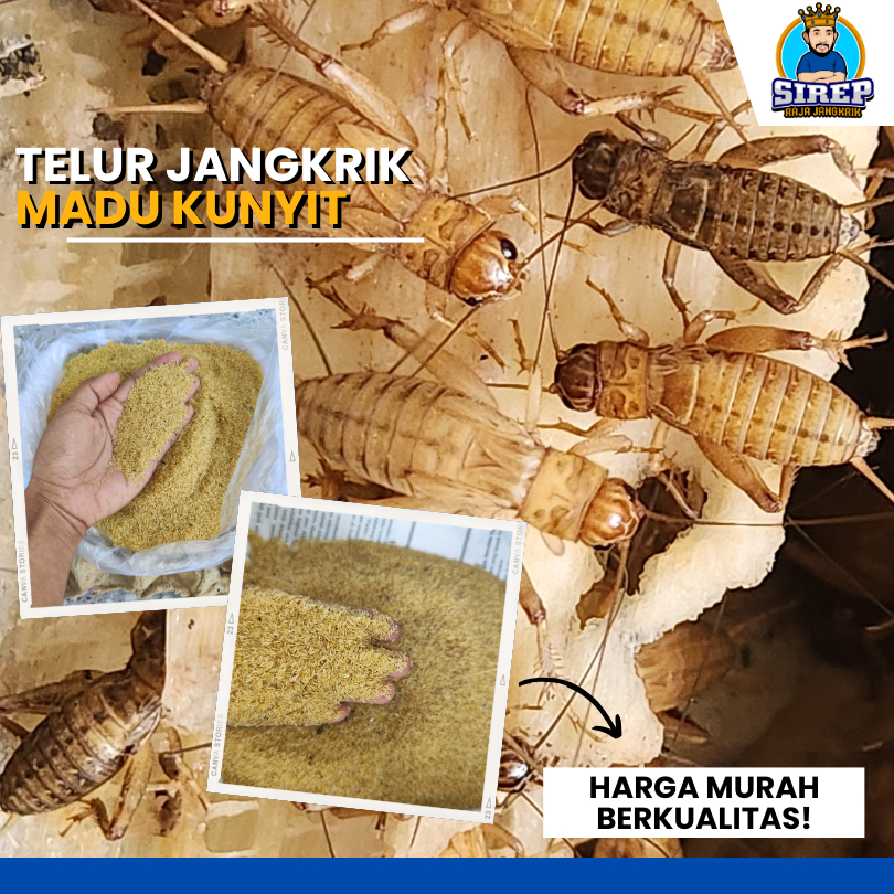Telur jangkrik madu kunyit kualitas super free media penetasan daya tetas tinggi telur jangkrik madu