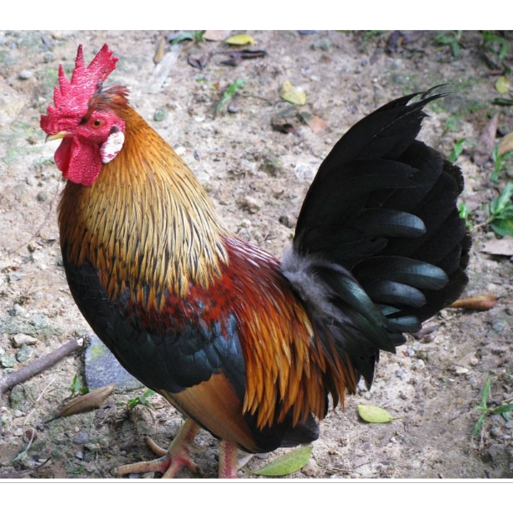 Telur ayam hutan merah ori fertil untuk ditetaskan