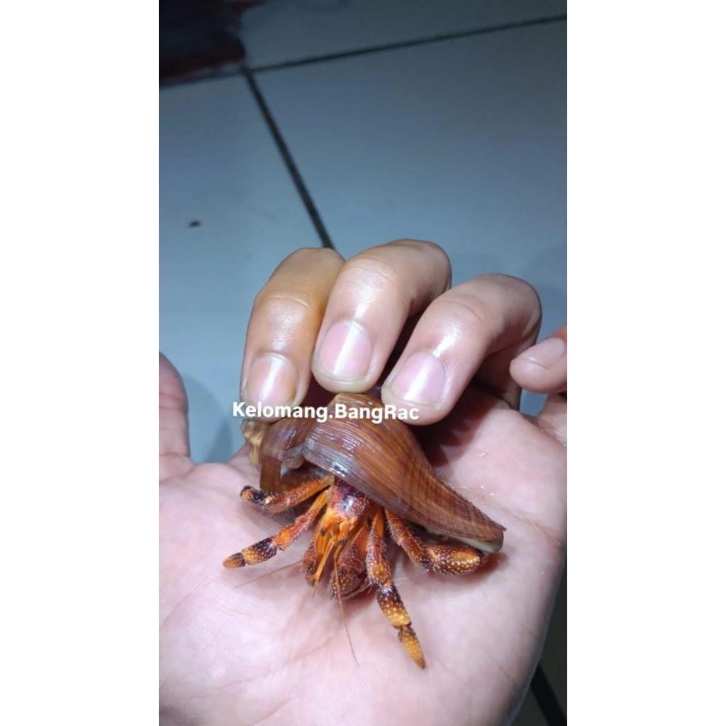 Mainan Edukasi Anak Kelomang Dark Perlatus Size M | Dark Perlatus | Kelomang Jumbo | Edukasi Anak | 