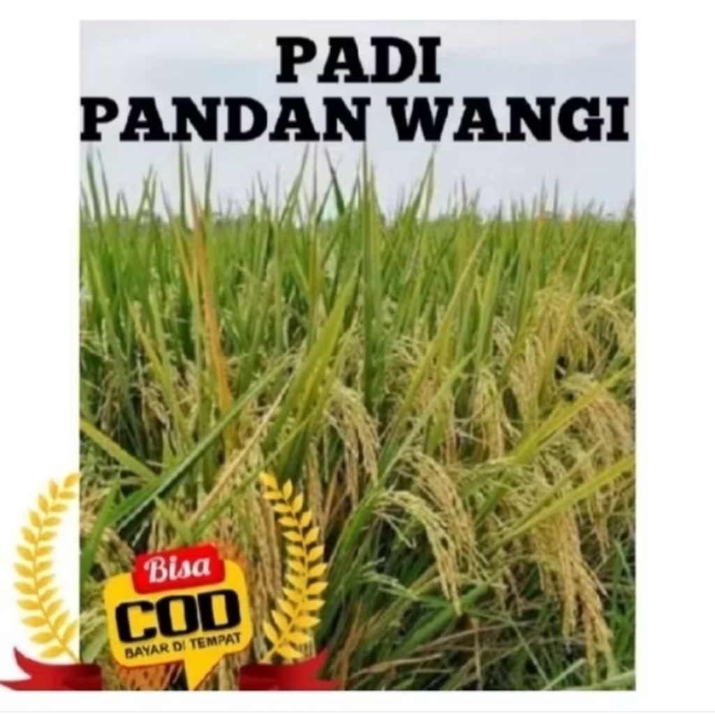 BENIH BIBIT PADI UNGGUL PANDAN WANGI KEMASAN 5KG