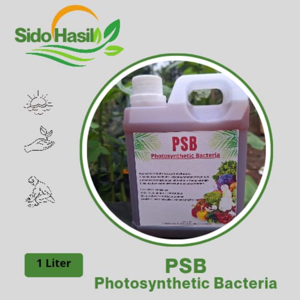 1liter biang bakteri fotosintesis (PSB)