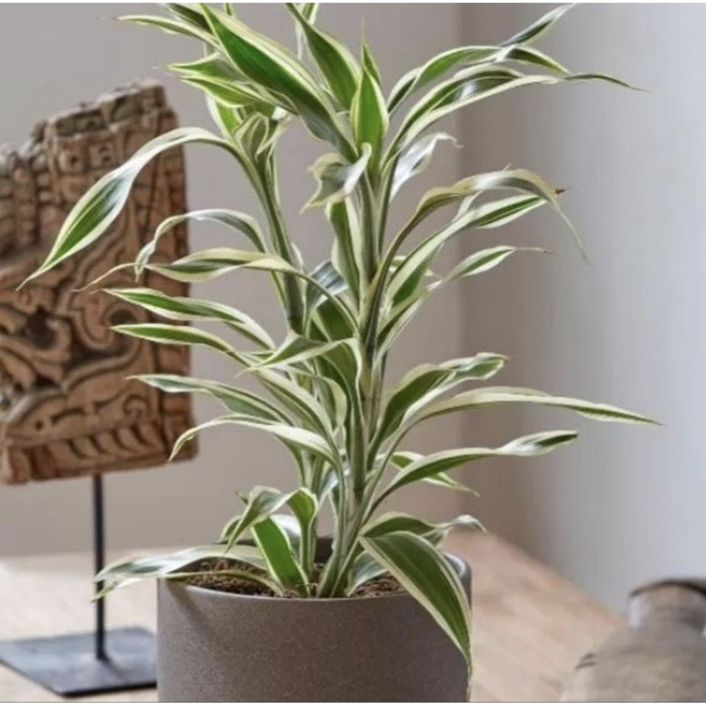 Pohon Sri Rejeki Varigata Tanaman Hias Indoor Sri Rejeki Putih Varigata