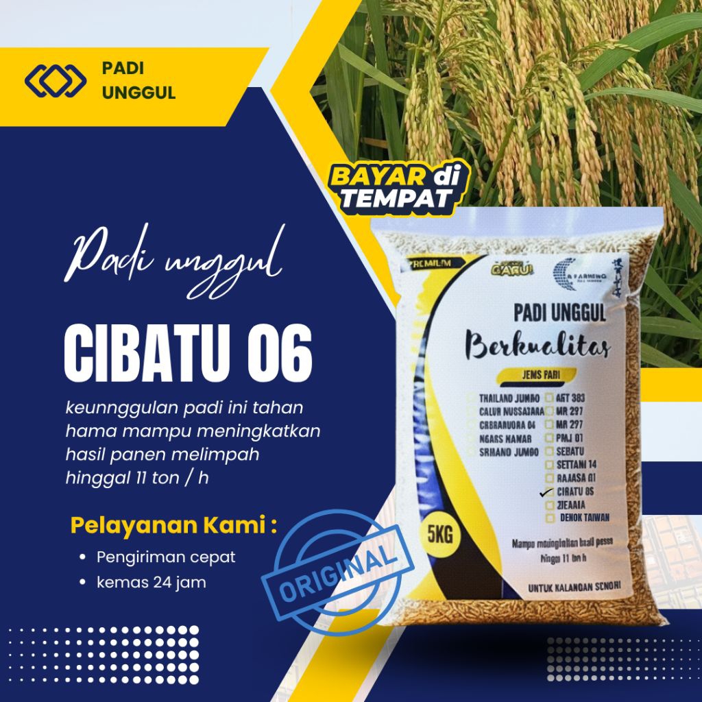 BENIH PADI CIBATU 06