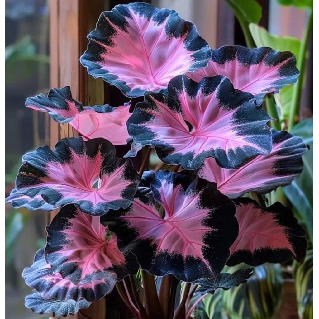 umbi Caladium pink&hitam thailand keladi thailand cantik hias tanaman keladi bibit
