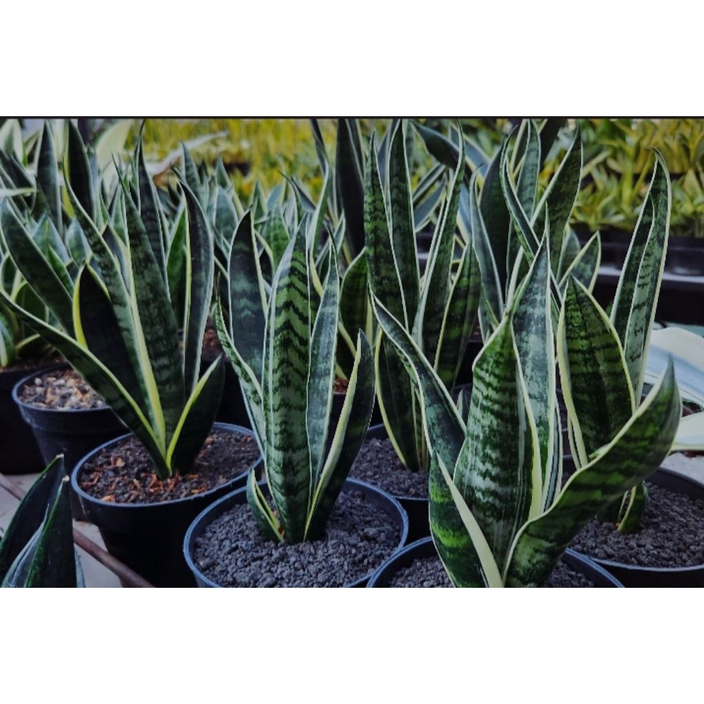 Tanaman Sansivera Gold Flame - Tanaman Hias Sansivera Gold Flame.