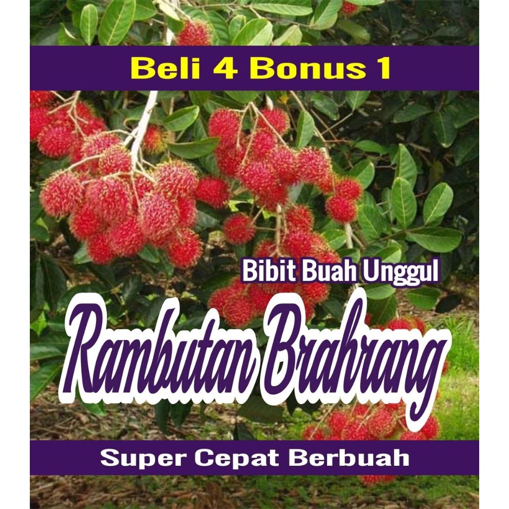 Bibit Rambutan BRAHRANG Unggul Siap Berbuah Dalam Pot