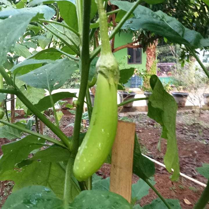 GARANSI - Bibit Terong Panjang Hijau