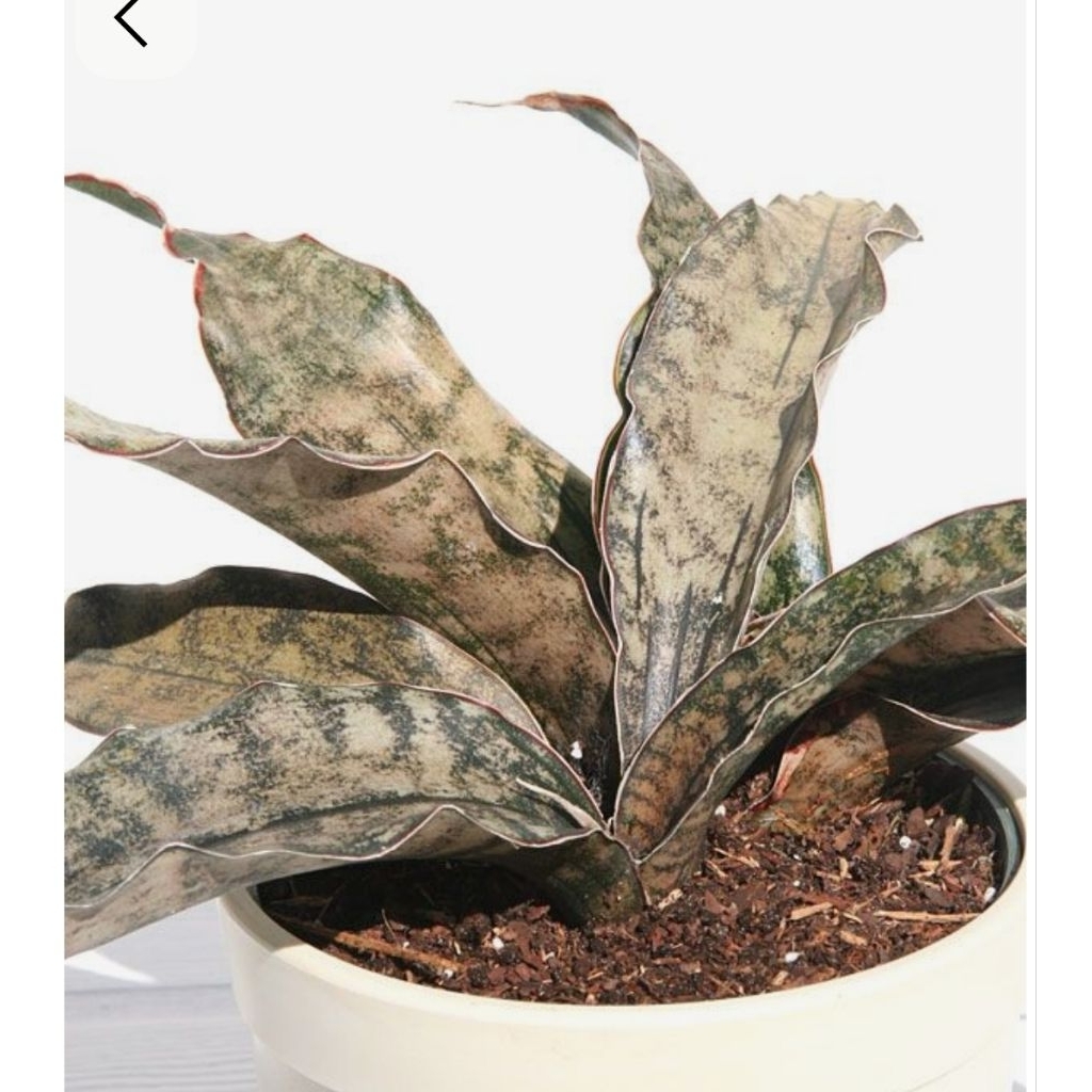 sansevieria kirki brown