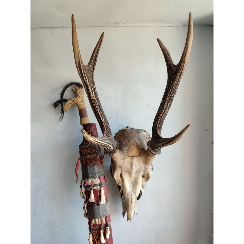 Tengkorak Kepala Tanduk Rusa Asli