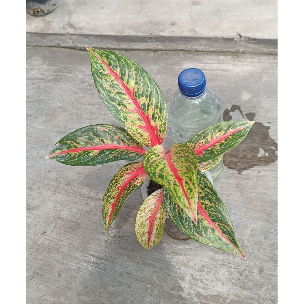 Aglaonema hot lady