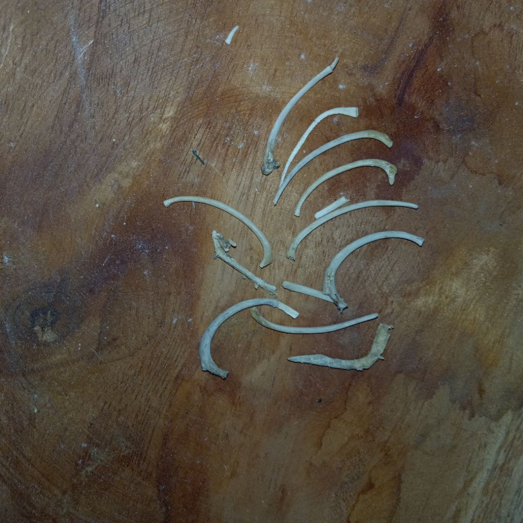 Tulang rusuk kukang asli