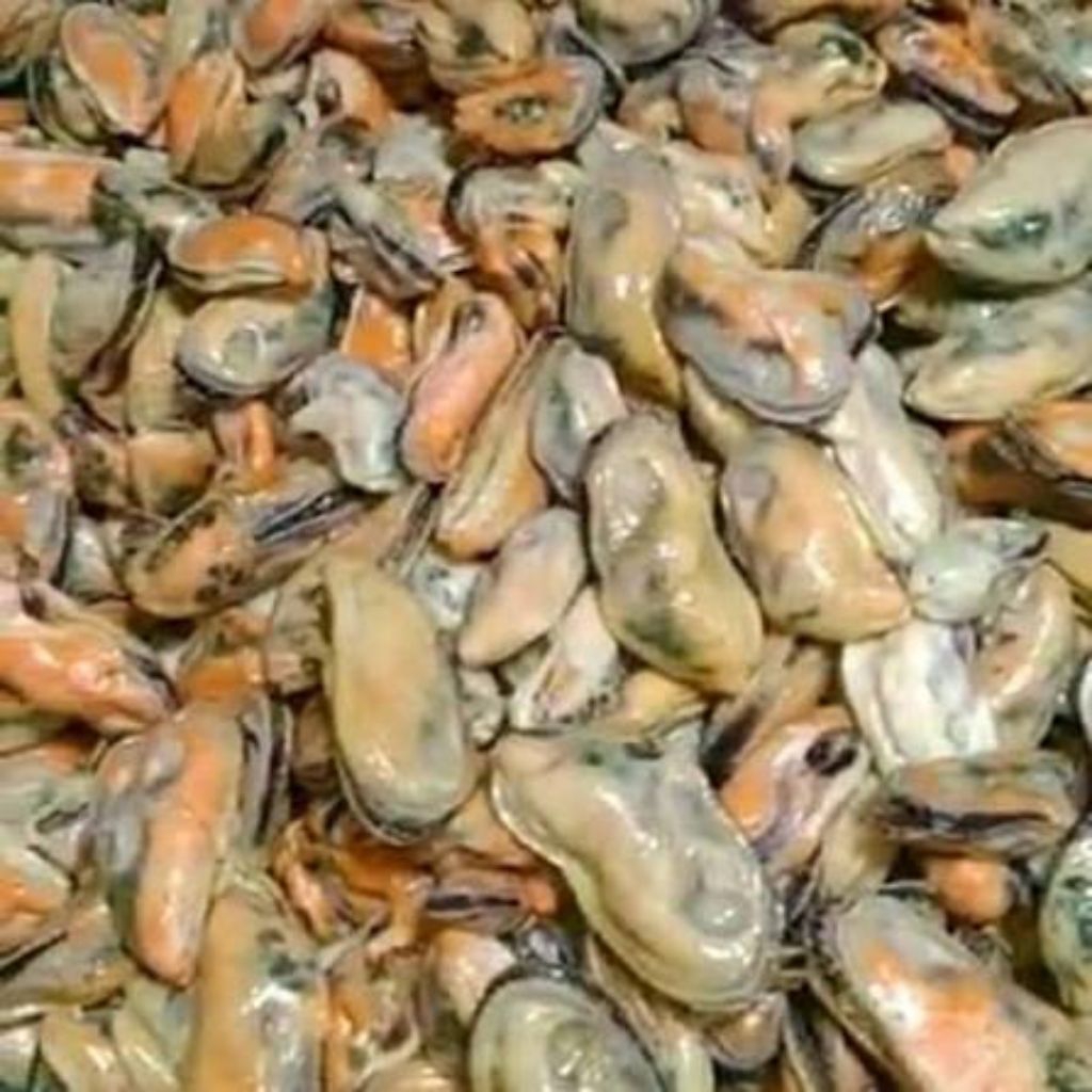 Kerang Hijau Kupas dan Kerang Dara Kupas