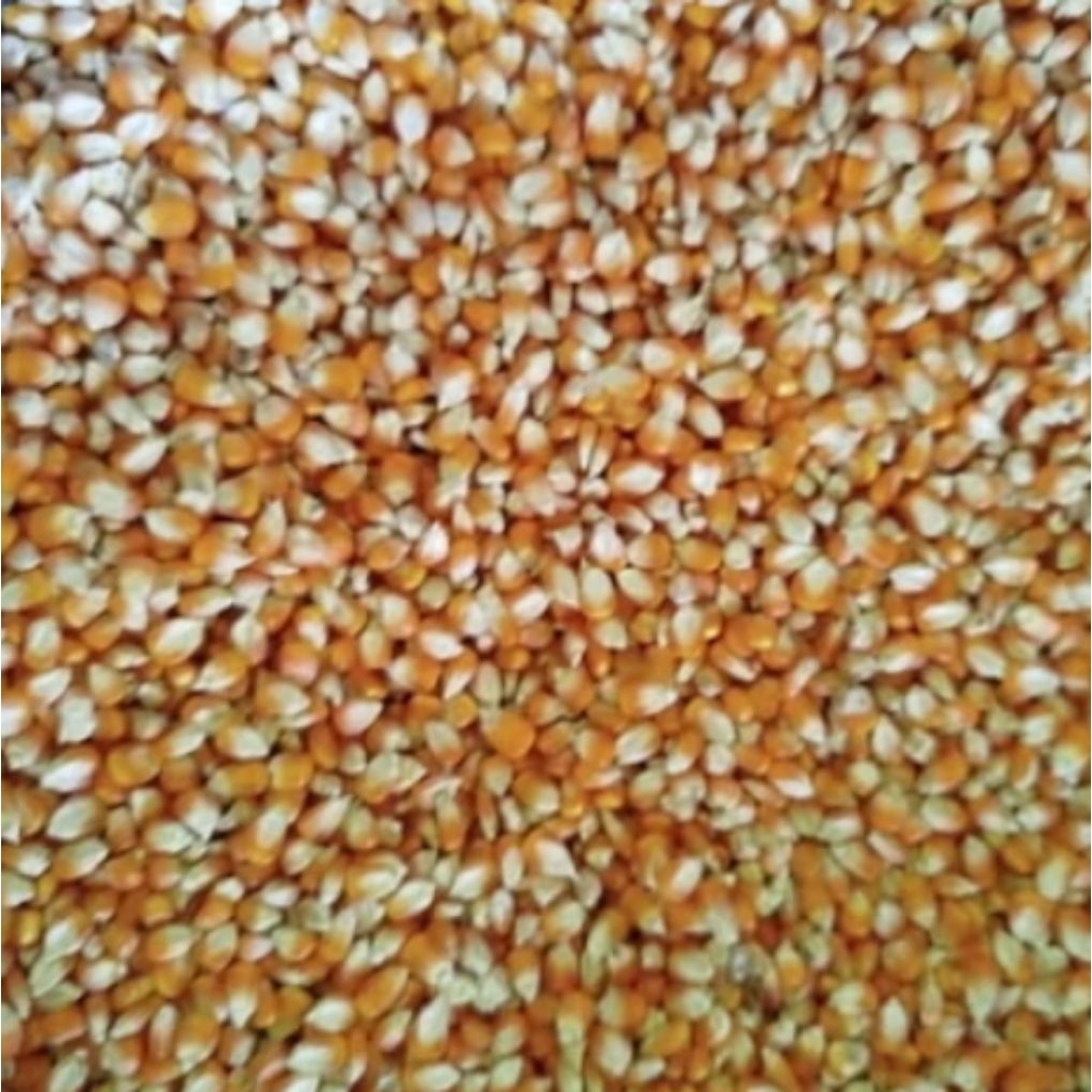 JAGUNG PIPIL PAKAN AYAM 10 KG