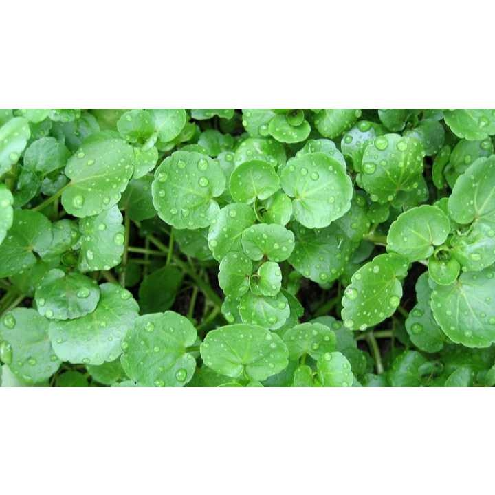 5 Biji Bibit Selada Air